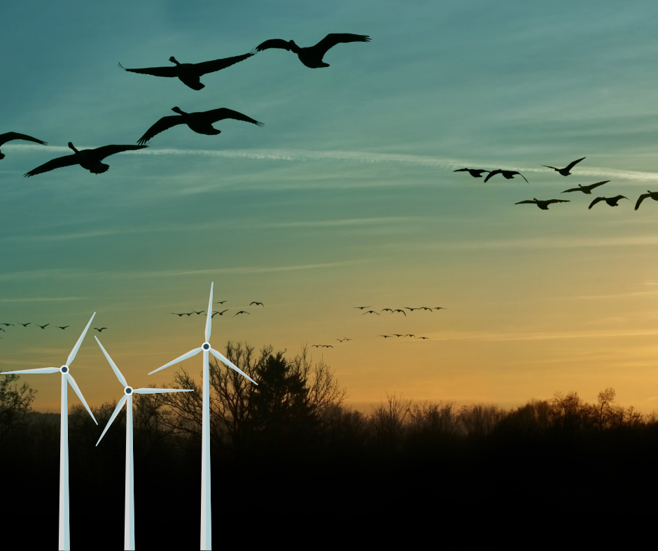 Birds share the sky with wind turbines